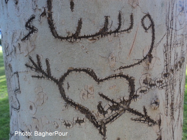 خنجر یادگاری، بر قلب درختان...(محمدرضا باقرپور)